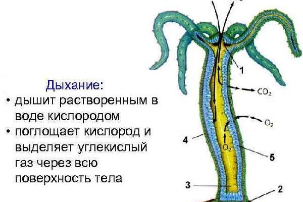 Кракен kr2web in что это